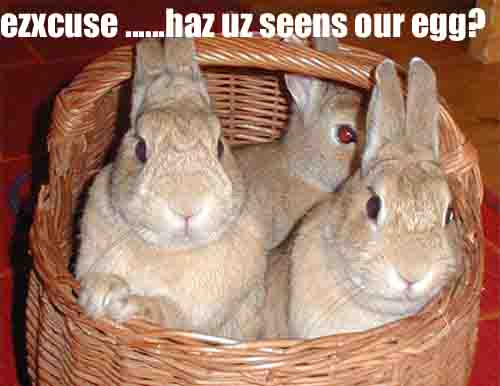 cute easter bunny pics. easter bunnies,